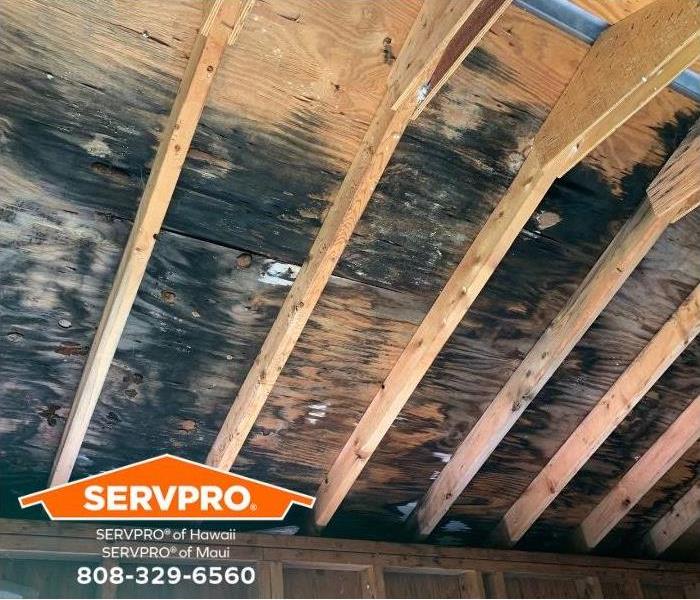 Hidden mold damage is revealed above roof rafters.